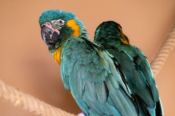 Comment les programmes de réintroductions d'espèces en danger peuvent-ils être améliorés pour un meilleur succès ?