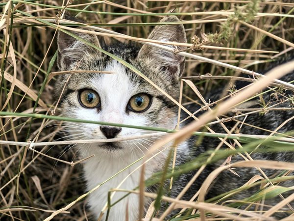 Pourquoi les abeilles sont-elles sensibles aux pesticides et quelles sont les conséquences pour l'environnement?