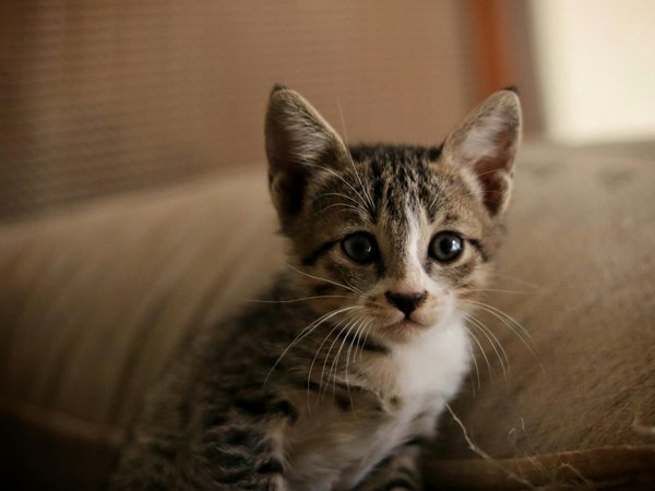 Comment prendre soin de votre chat Sphinx