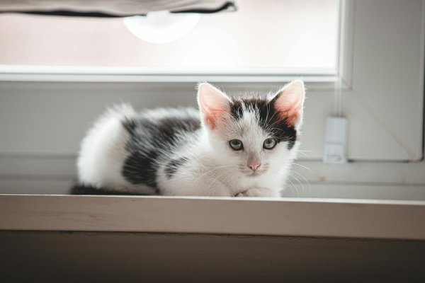 Quelles sont les meilleures pratiques pour aider les animaux sauvages à s'adapter aux changements d'habitat ?