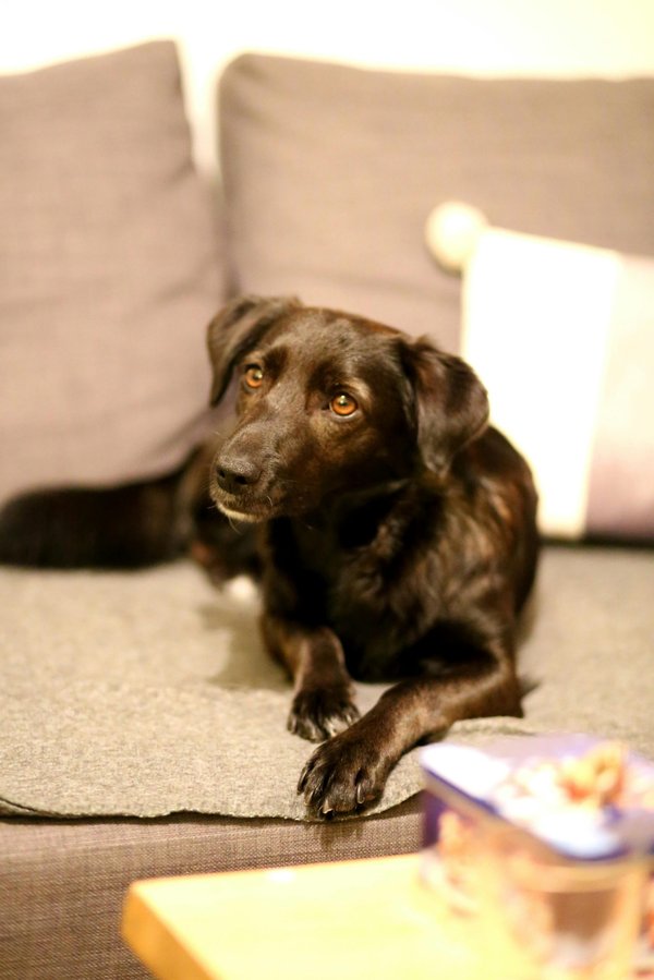 Comprimés vermifuge chien : sécurité et santé intestinale