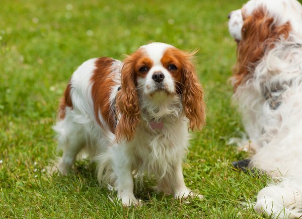 L'essentiel de l'assurance pour votre Cavalier King Charles