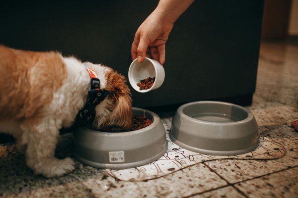 Comment bien choisir des croquettes pour votre chien ?